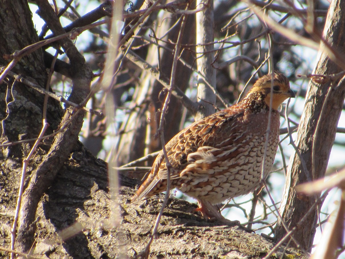 Kolin virginiarra - ML645112435