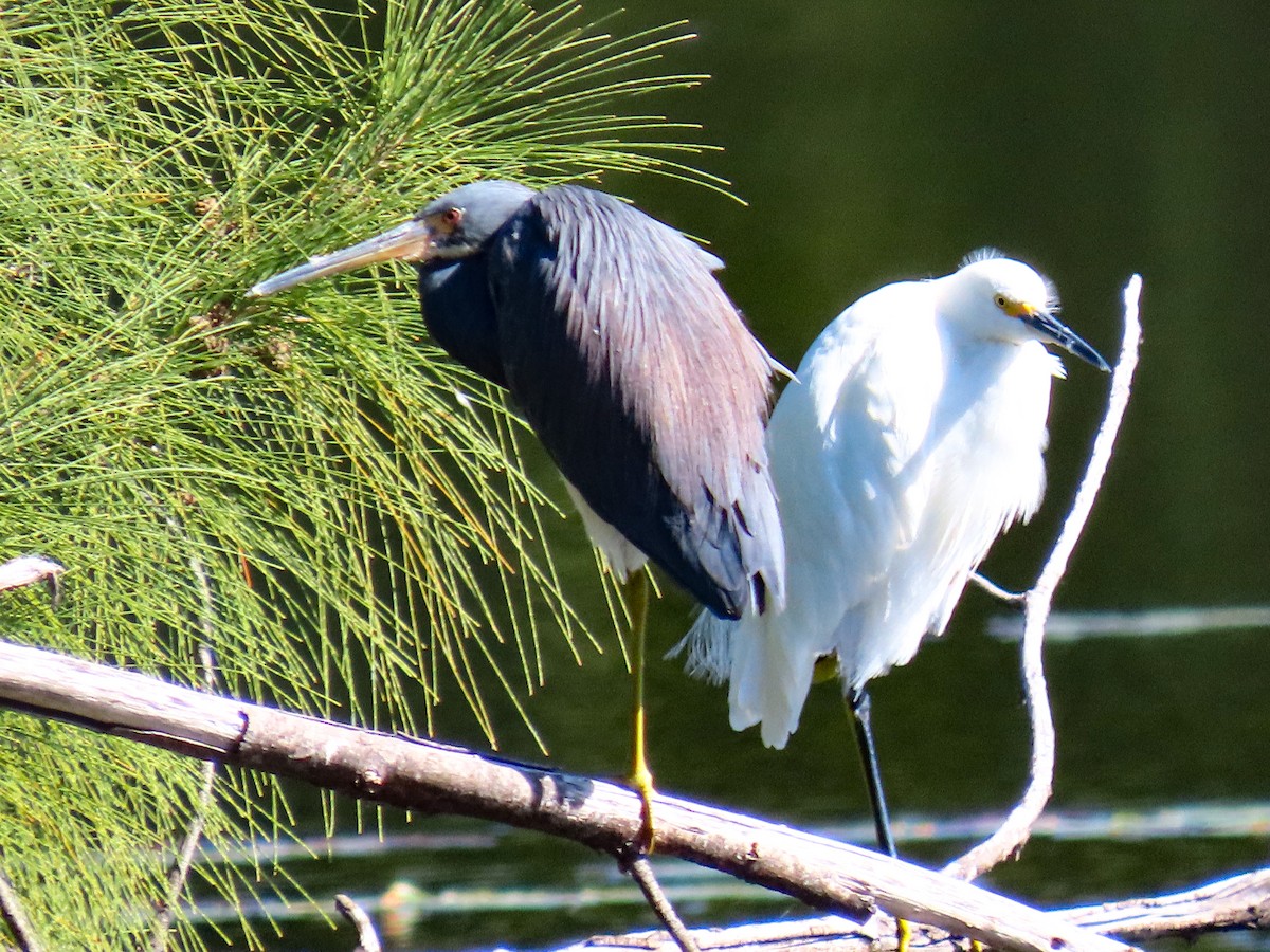 Snowy Egret - ML645112436