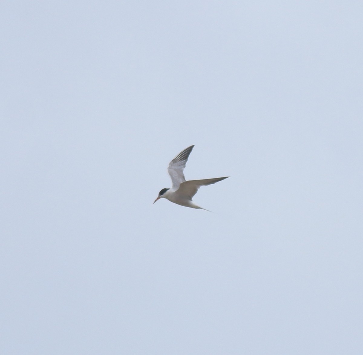 Txenada arrunta - ML645112437