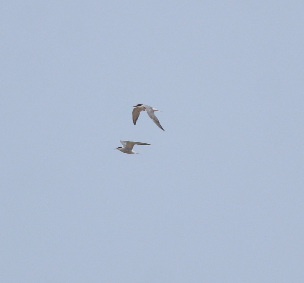 Txenada arrunta - ML645112439