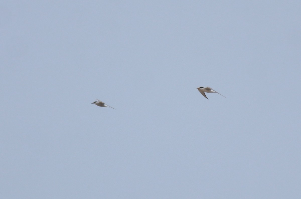 Txenada arrunta - ML645112440