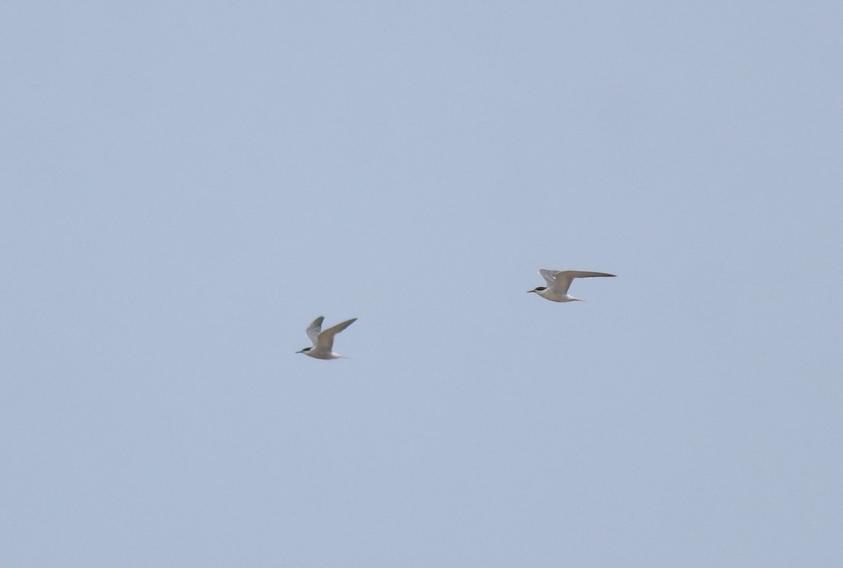 Txenada arrunta - ML645112441