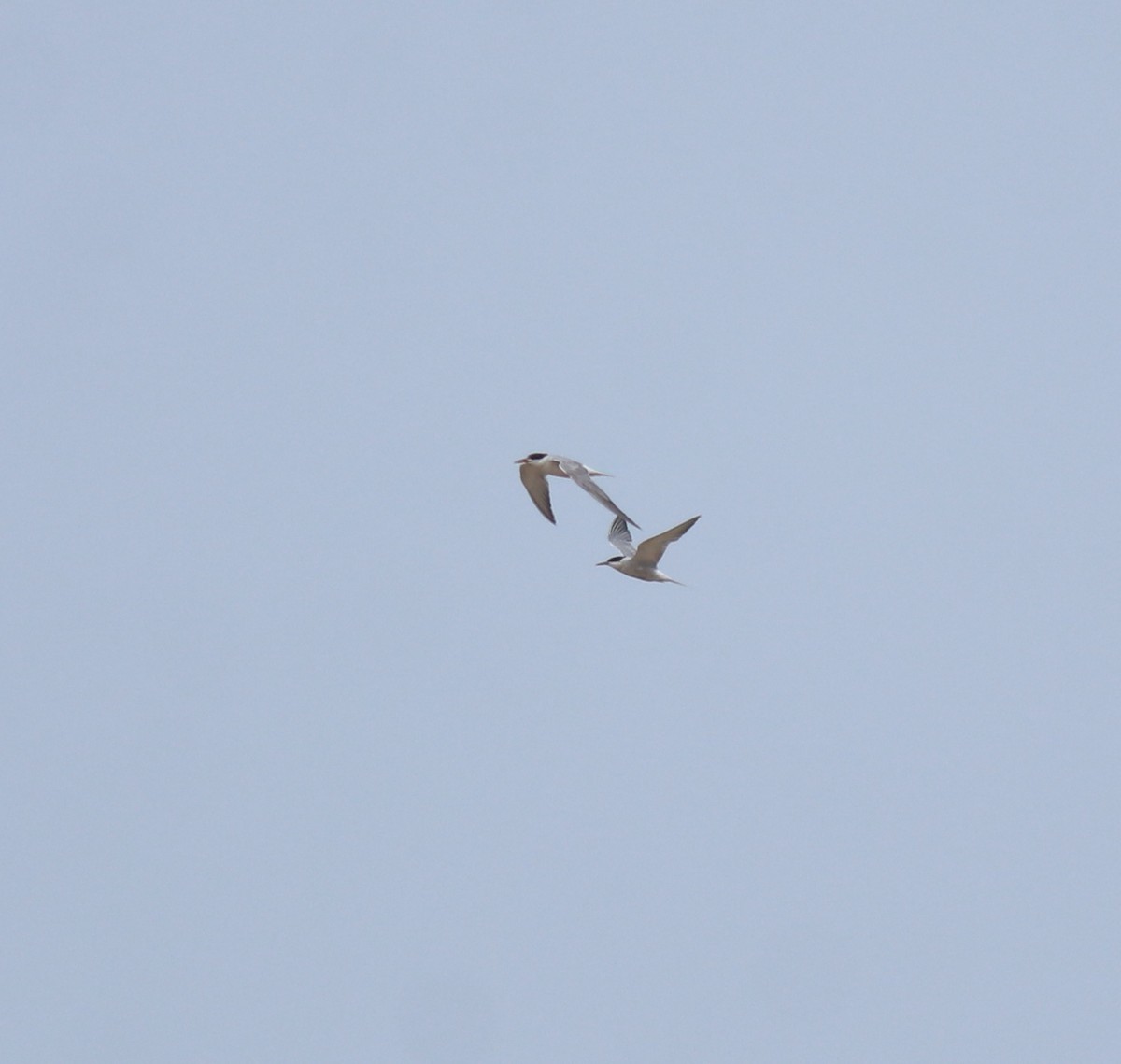 Txenada arrunta - ML645112443