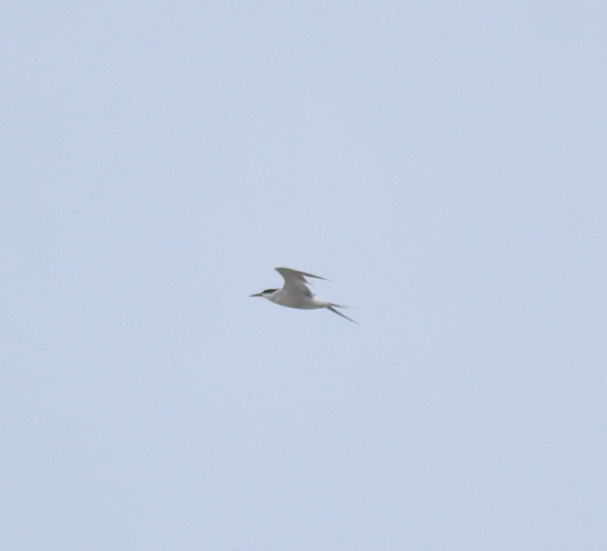 Txenada arrunta - ML645112444