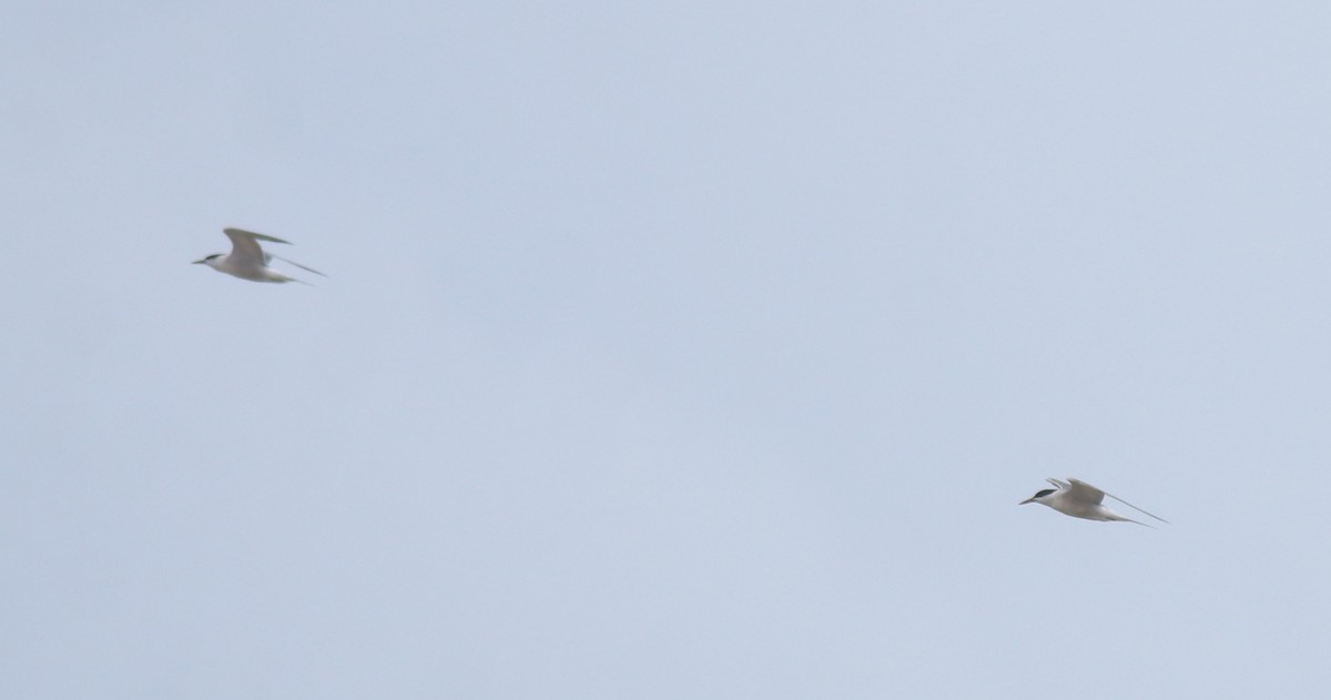 Txenada arrunta - ML645112447