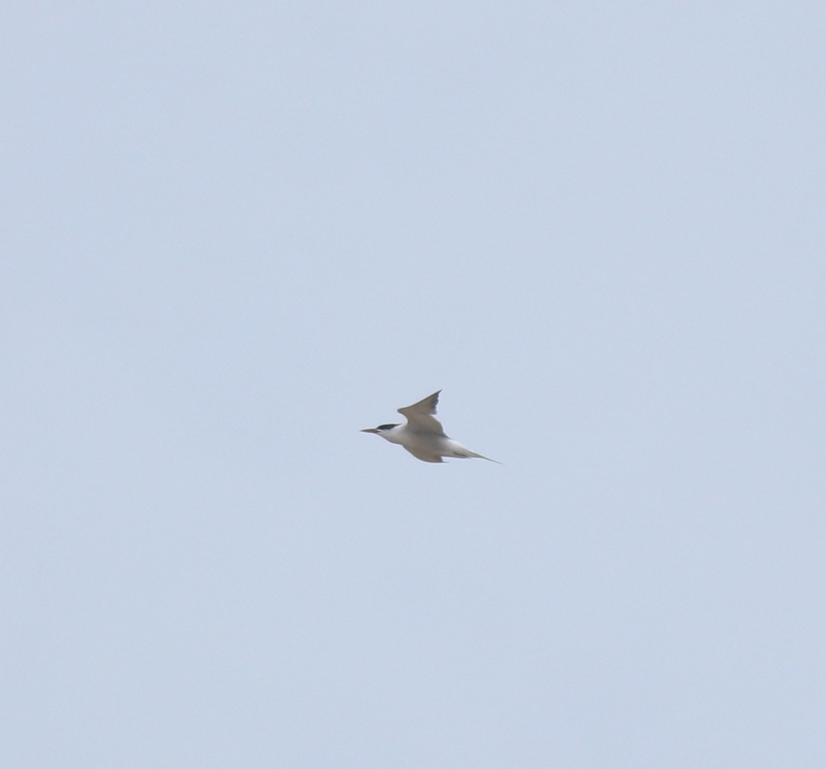 Txenada arrunta - ML645112450