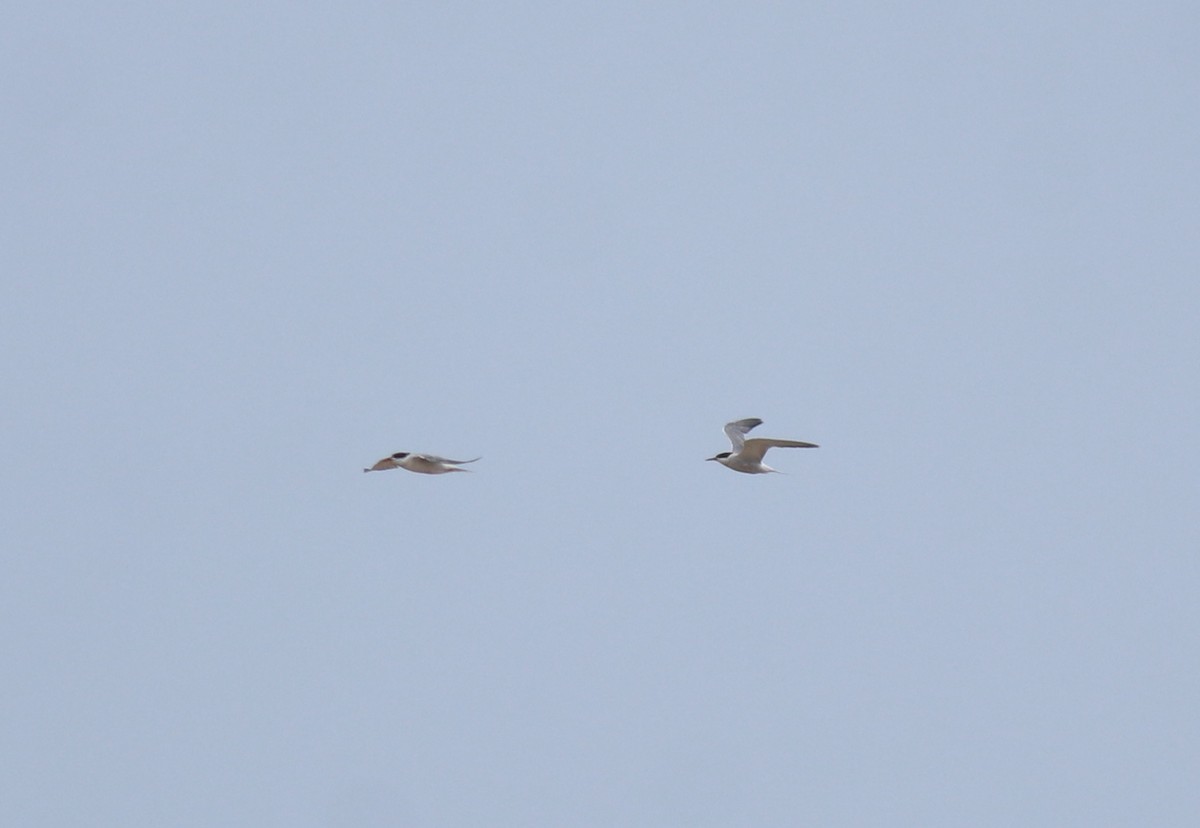 Txenada arrunta - ML645112452