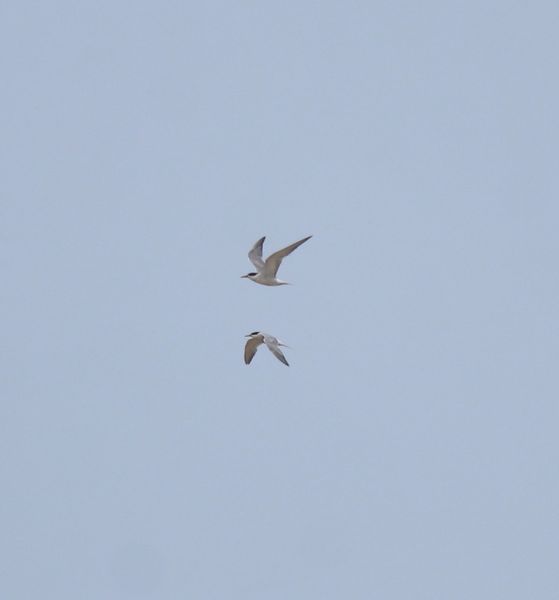 Txenada arrunta - ML645112453