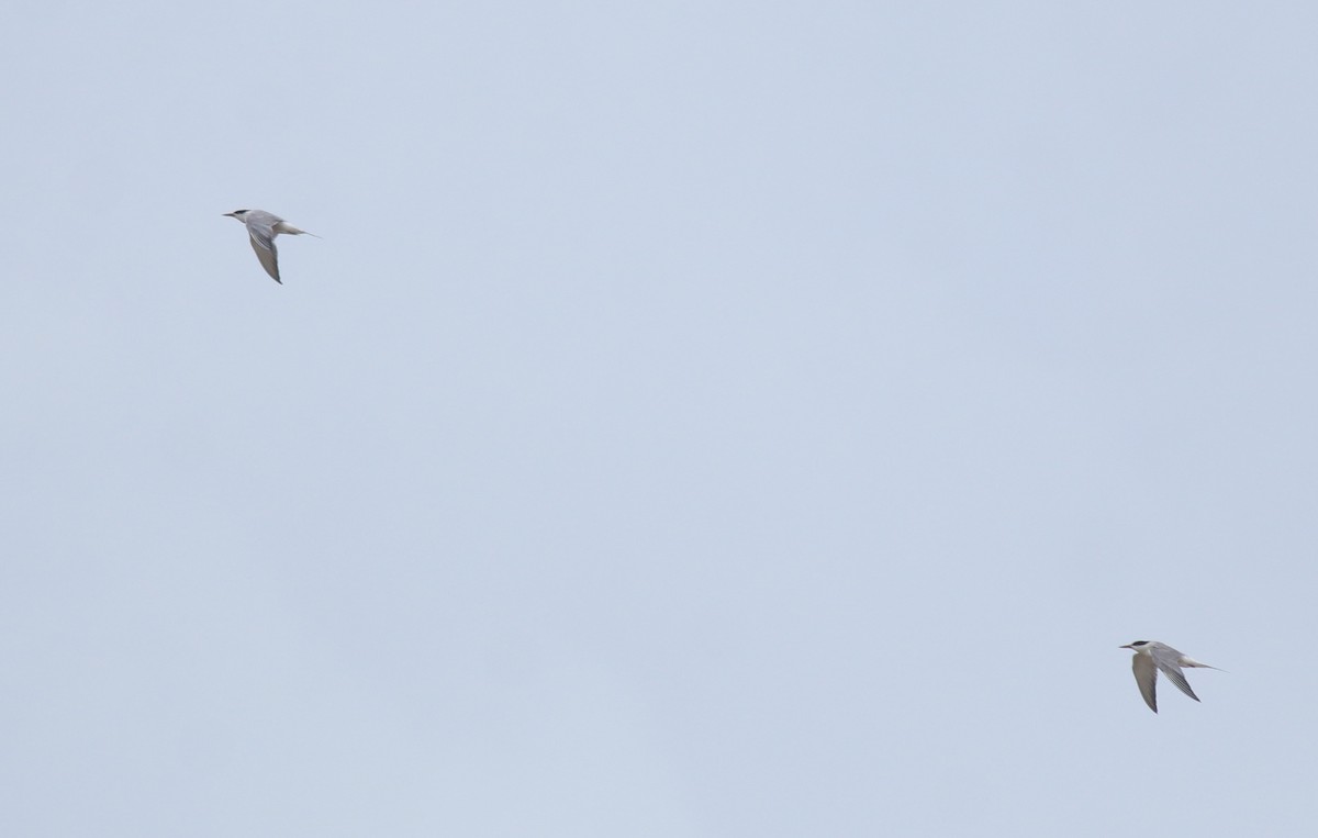 Txenada arrunta - ML645112456