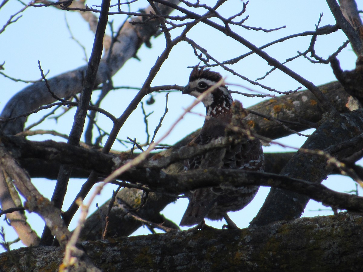 Kolin virginiarra - ML645112457