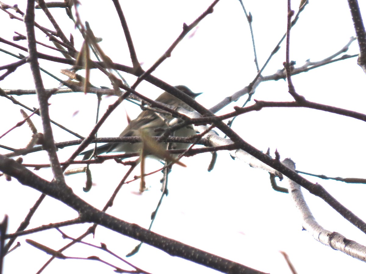 Yellow-rumped Warbler - ML645112458