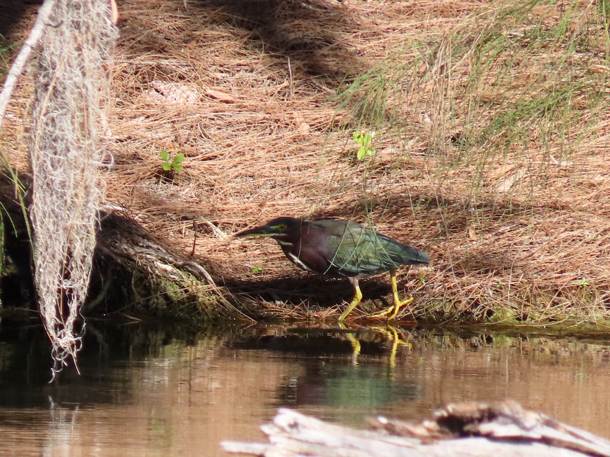 Koartzatxo berdea - ML645112460