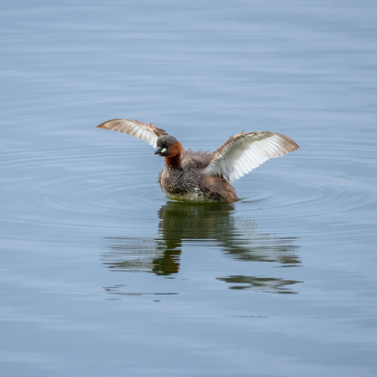 Little Grebe - ML645112461