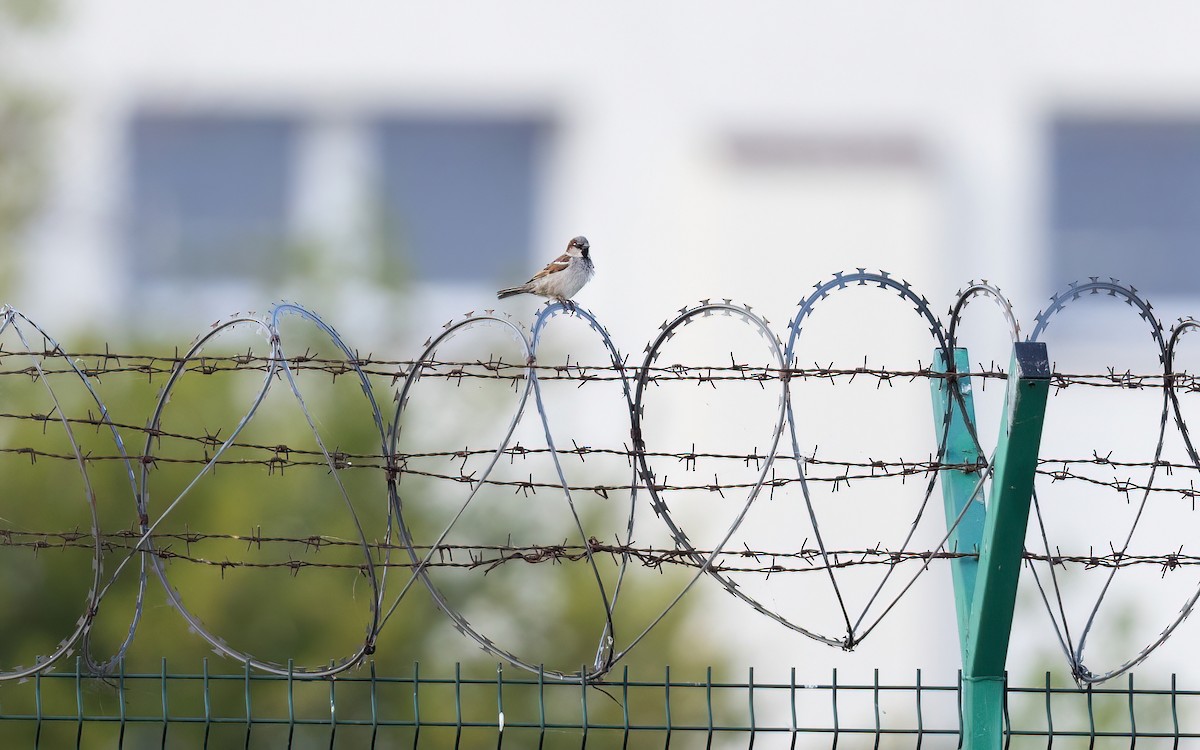 Passera oltremontana - ML645112472