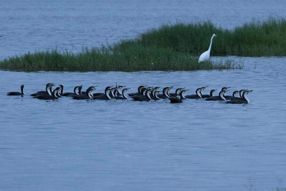 Great Cormorant - ML645112486
