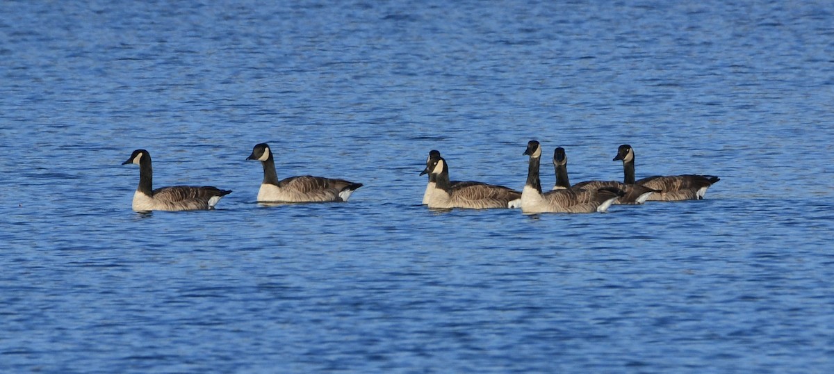 berneška velká - ML645112489