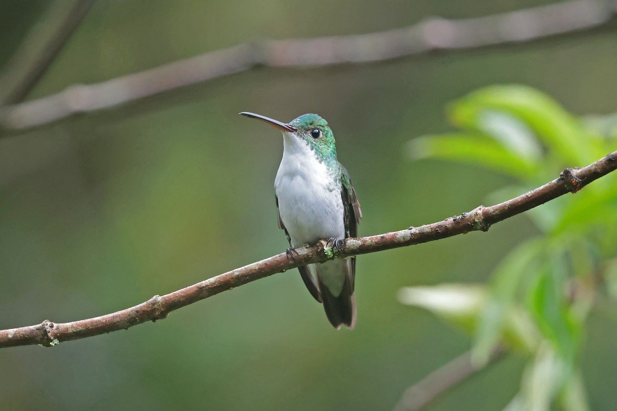 Andean Emerald - ML645112490