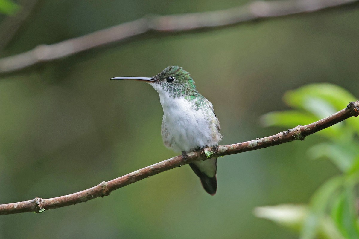 Andean Emerald - ML645112491