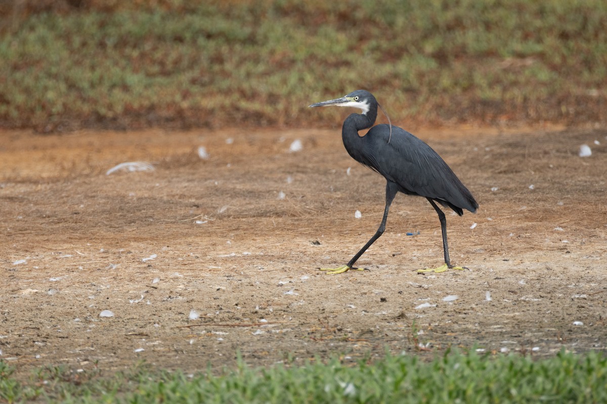 Western Reef-Heron - ML645112492