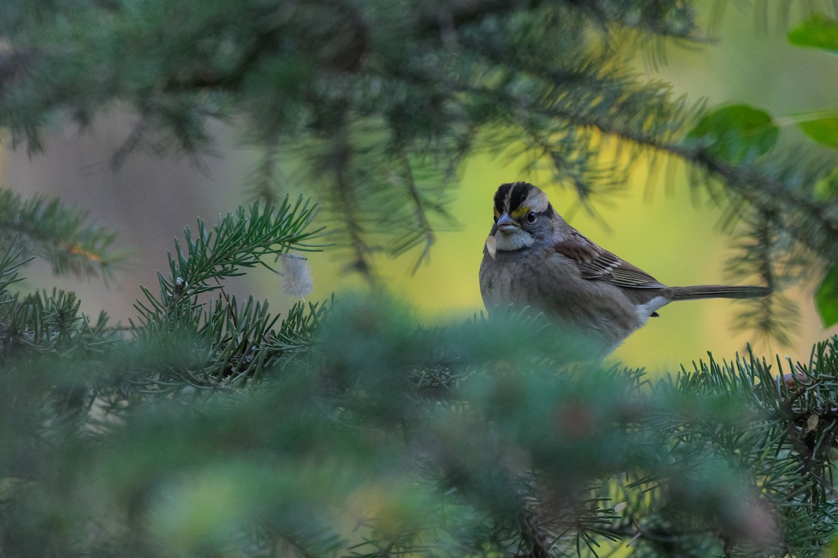 White-throated Sparrow - ML645112496