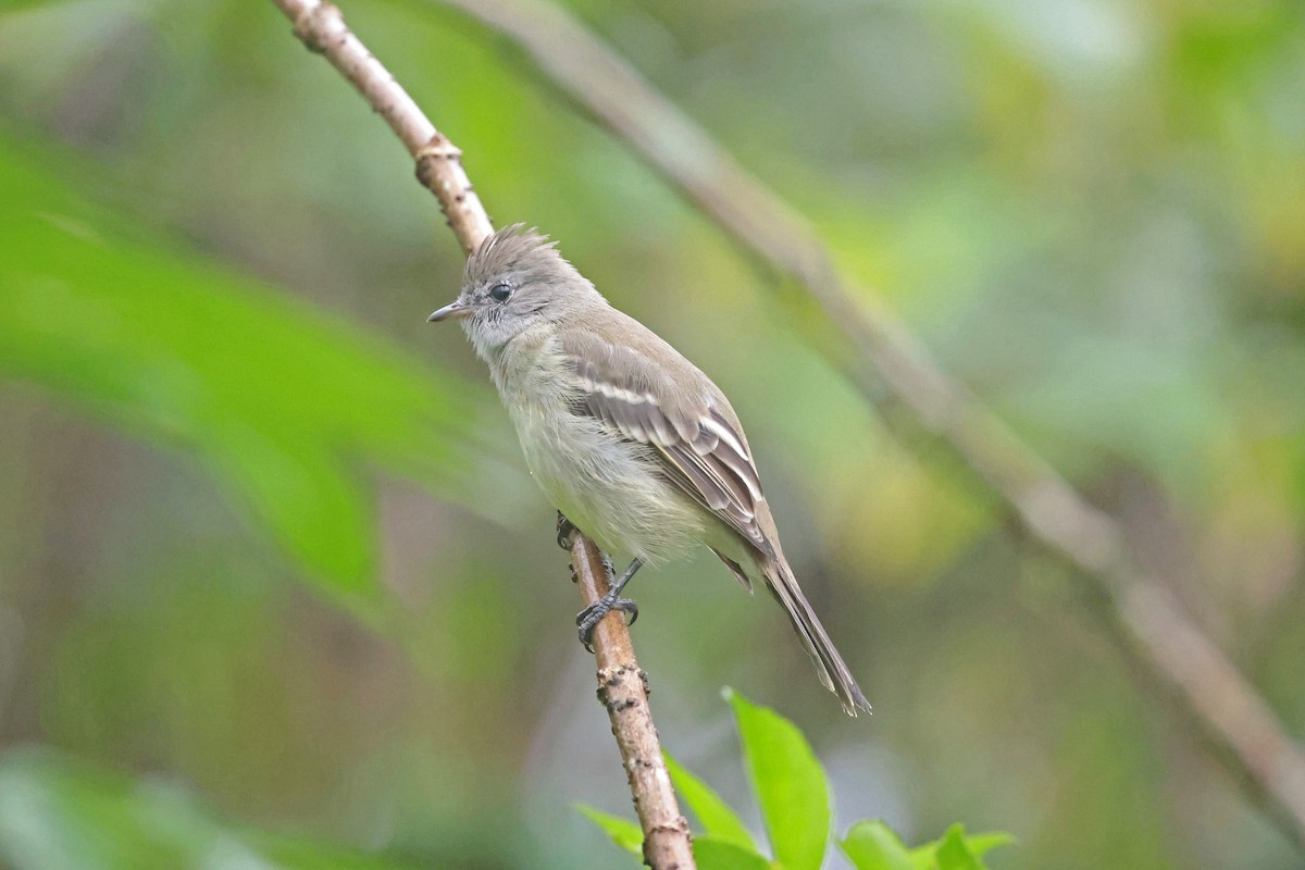Yellow-bellied Elaenia - ML645112497
