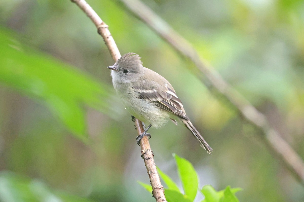Yellow-bellied Elaenia - ML645112498