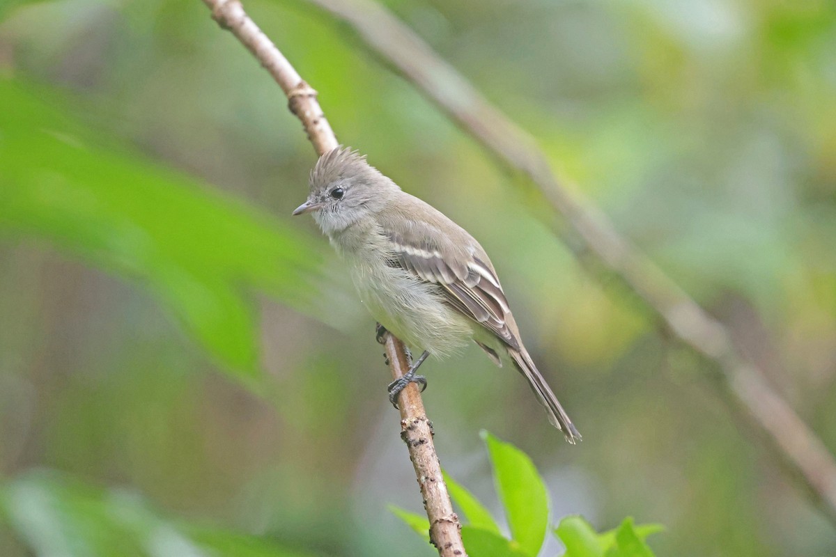 Yellow-bellied Elaenia - ML645112499