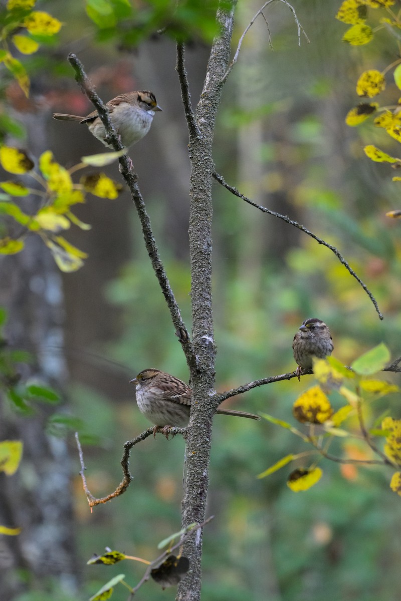 White-throated Sparrow - ML645112500