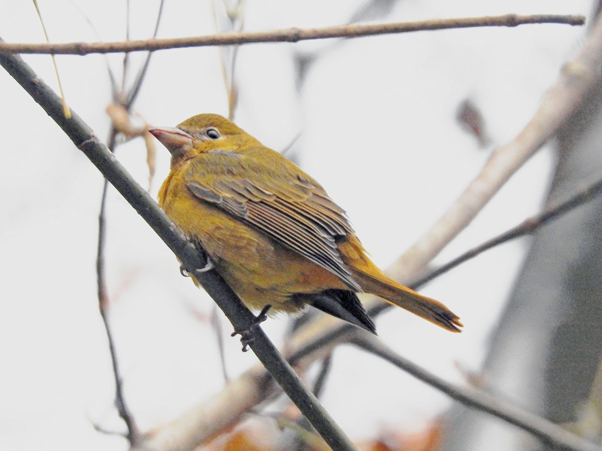 Summer Tanager - ML645112506