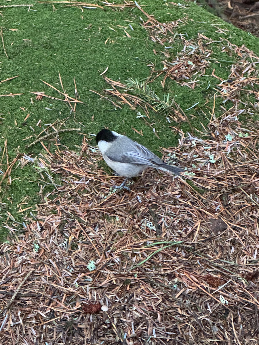 Пухляк - ML645112507