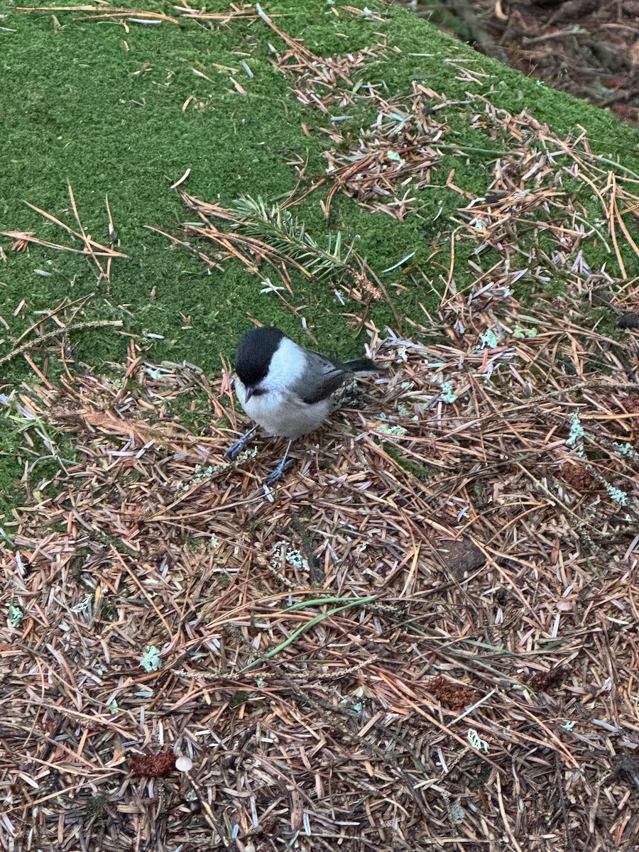 Пухляк - ML645112508