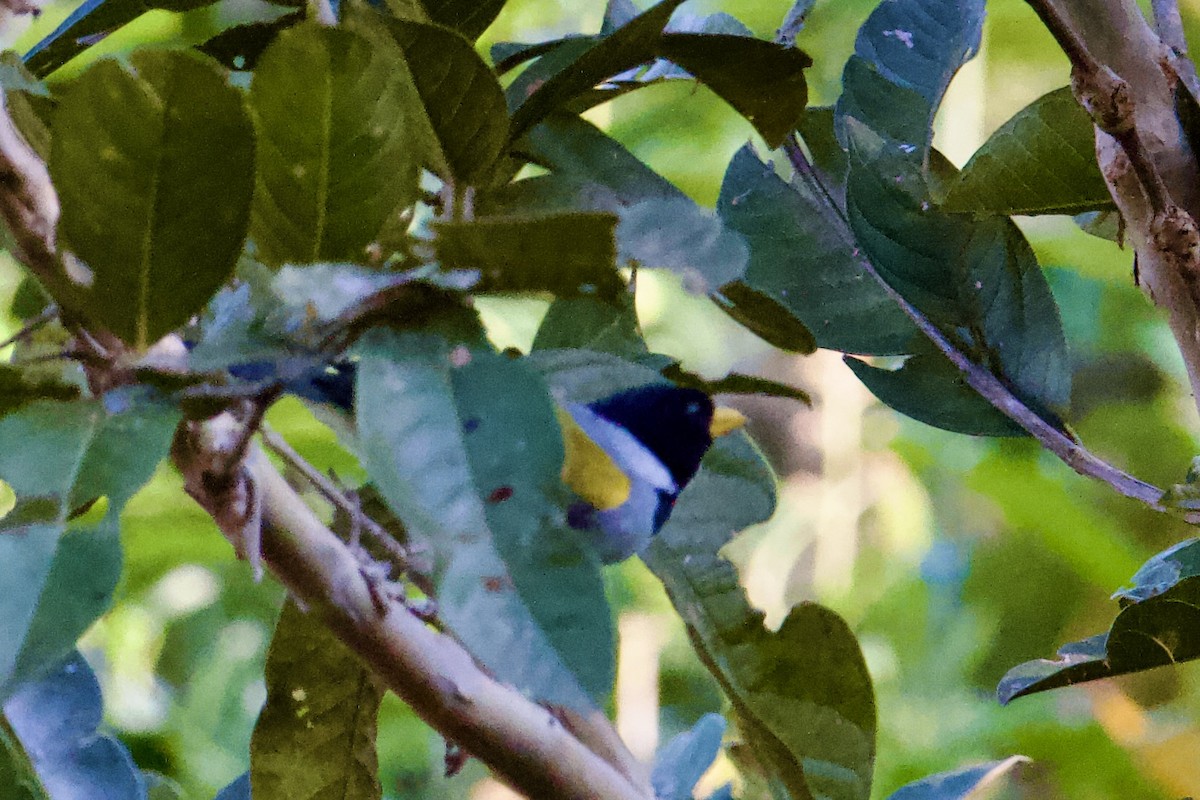 Golden-winged Sparrow - ML645112509