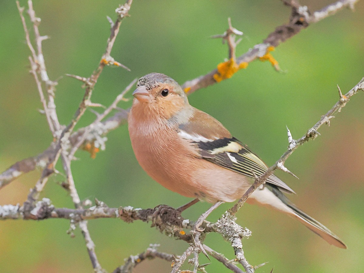 Fringuello - ML645112510