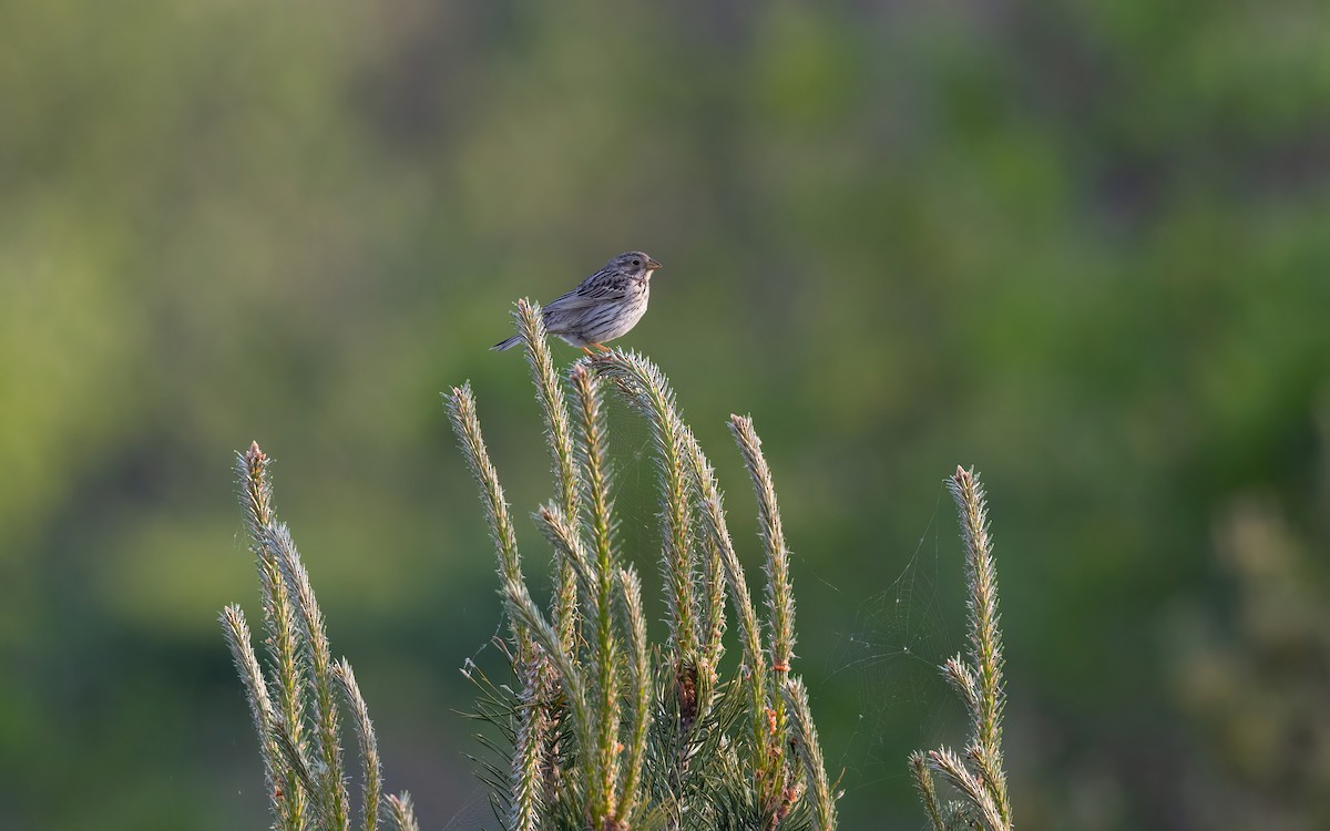 Strillozzo - ML645112515