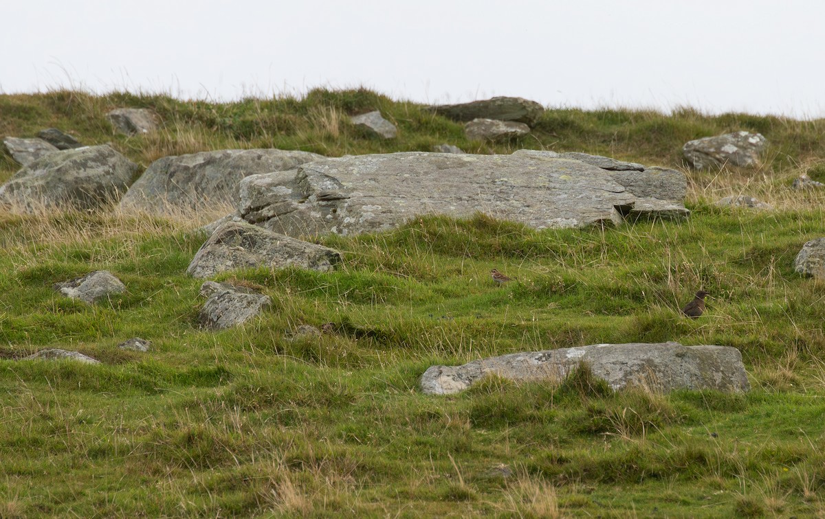 Rustic Bunting - ML645112516