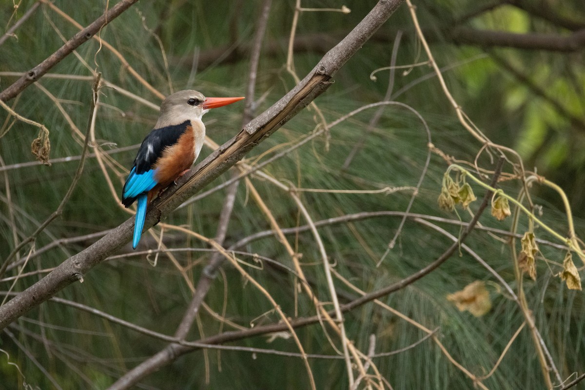Martin-chasseur à tête grise - ML645112529