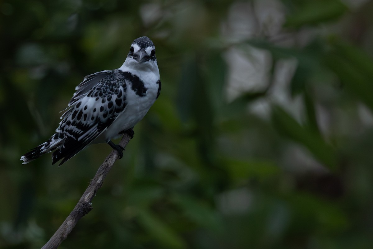 Pied Kingfisher - ML645112543