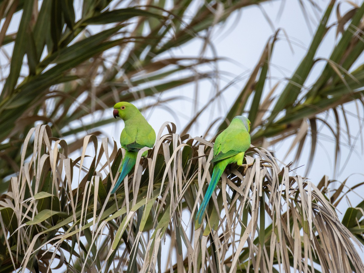 Rose-ringed Parakeet - ML645112546