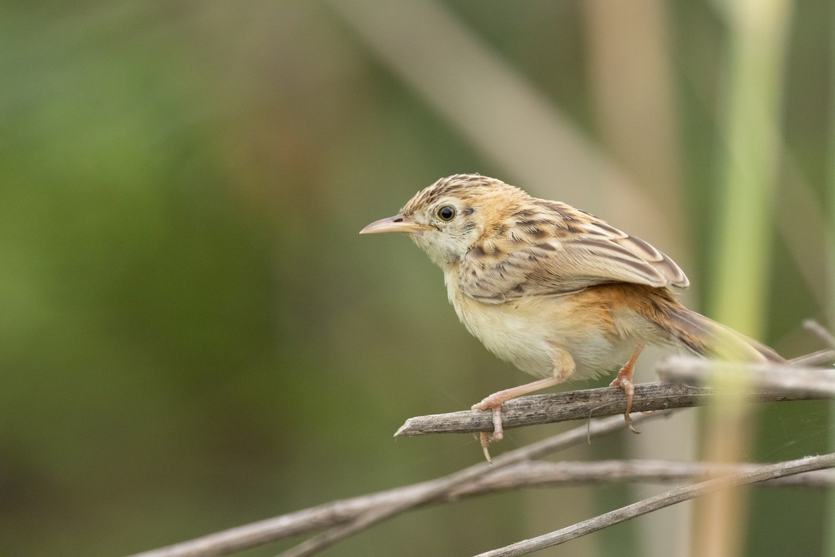 Zitting Cisticola - ML645112556