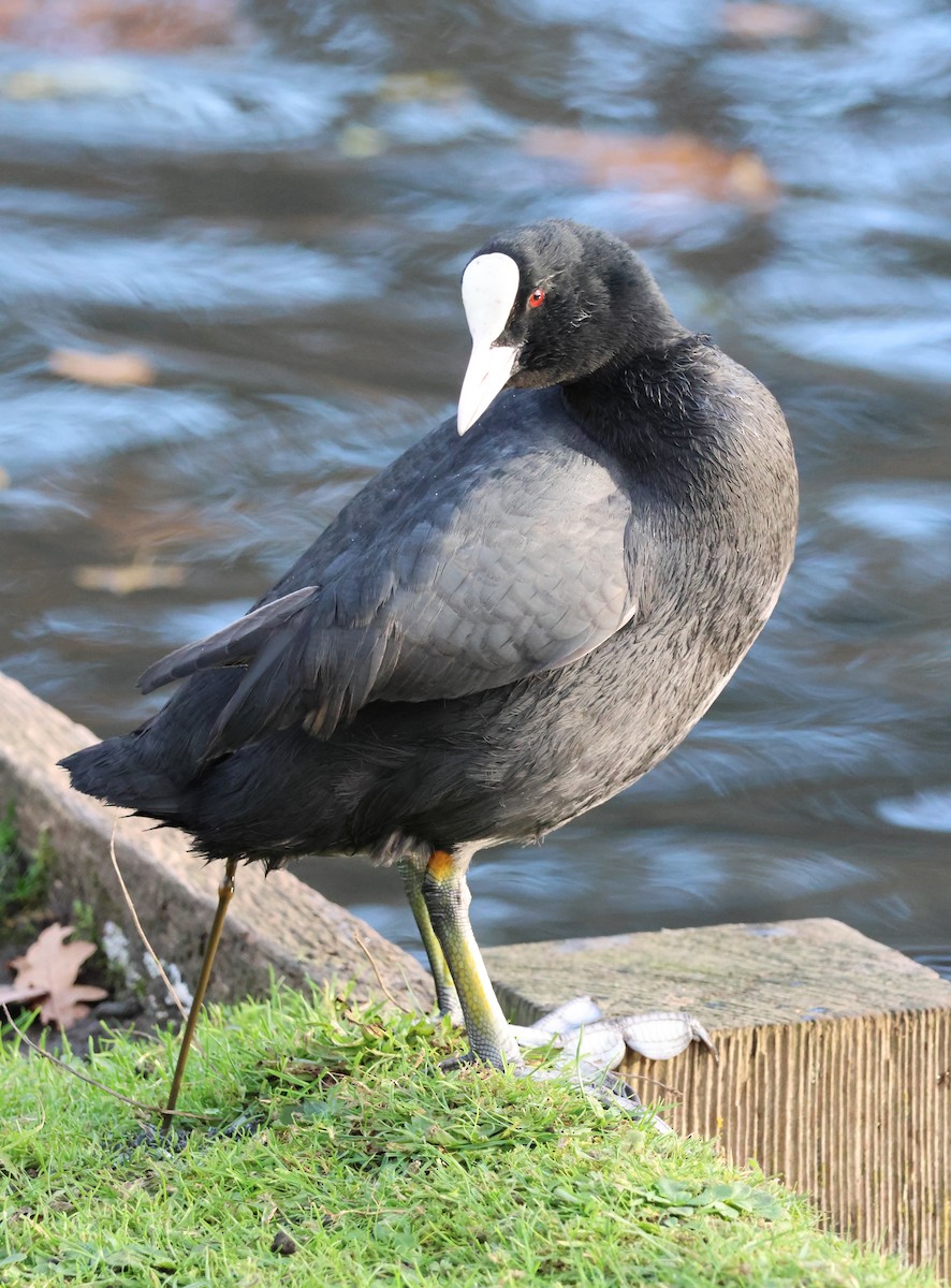 lyska černá - ML645112558