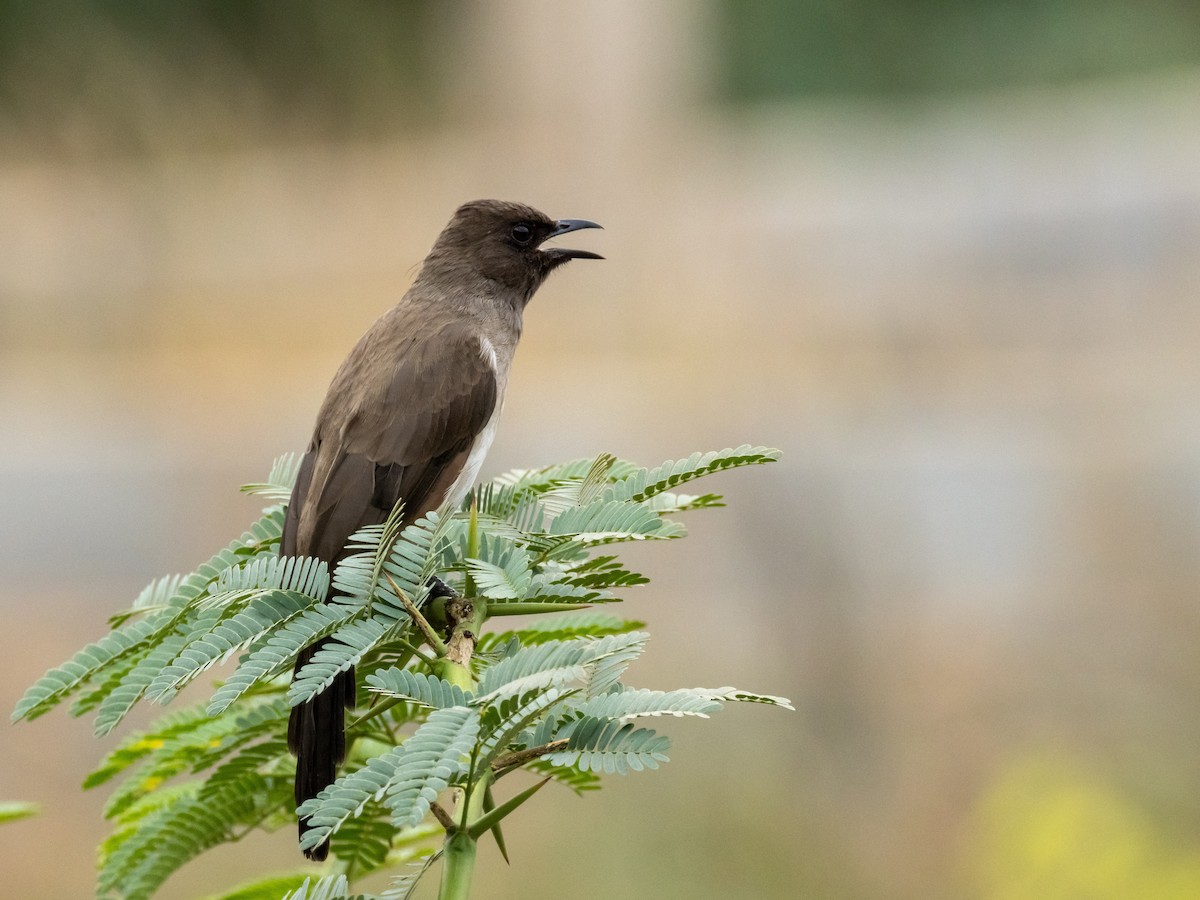 Common Bulbul - ML645112560