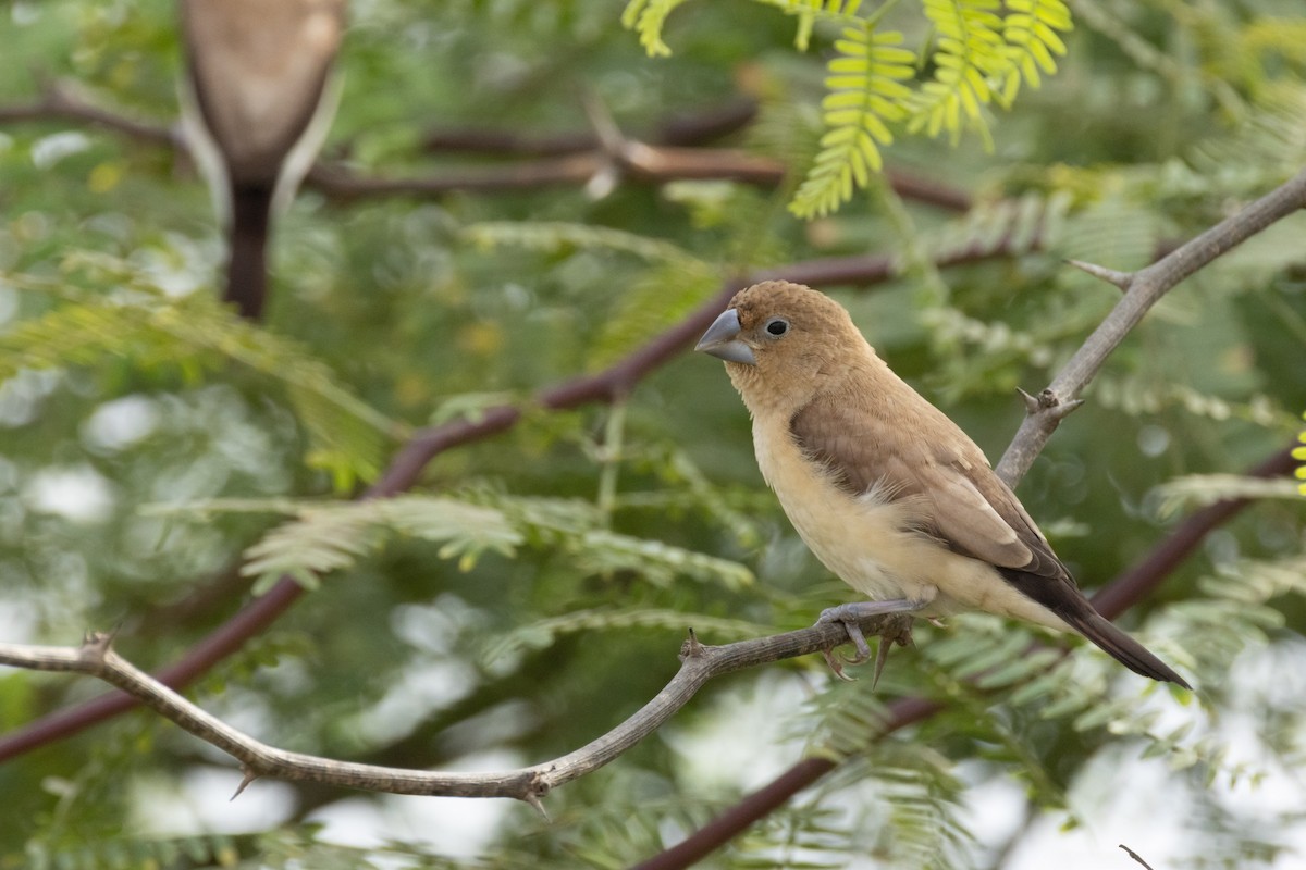 African Silverbill - ML645112570