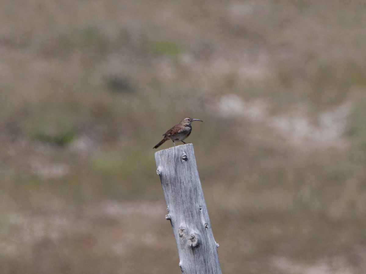 Scale-throated Earthcreeper - ML645112572