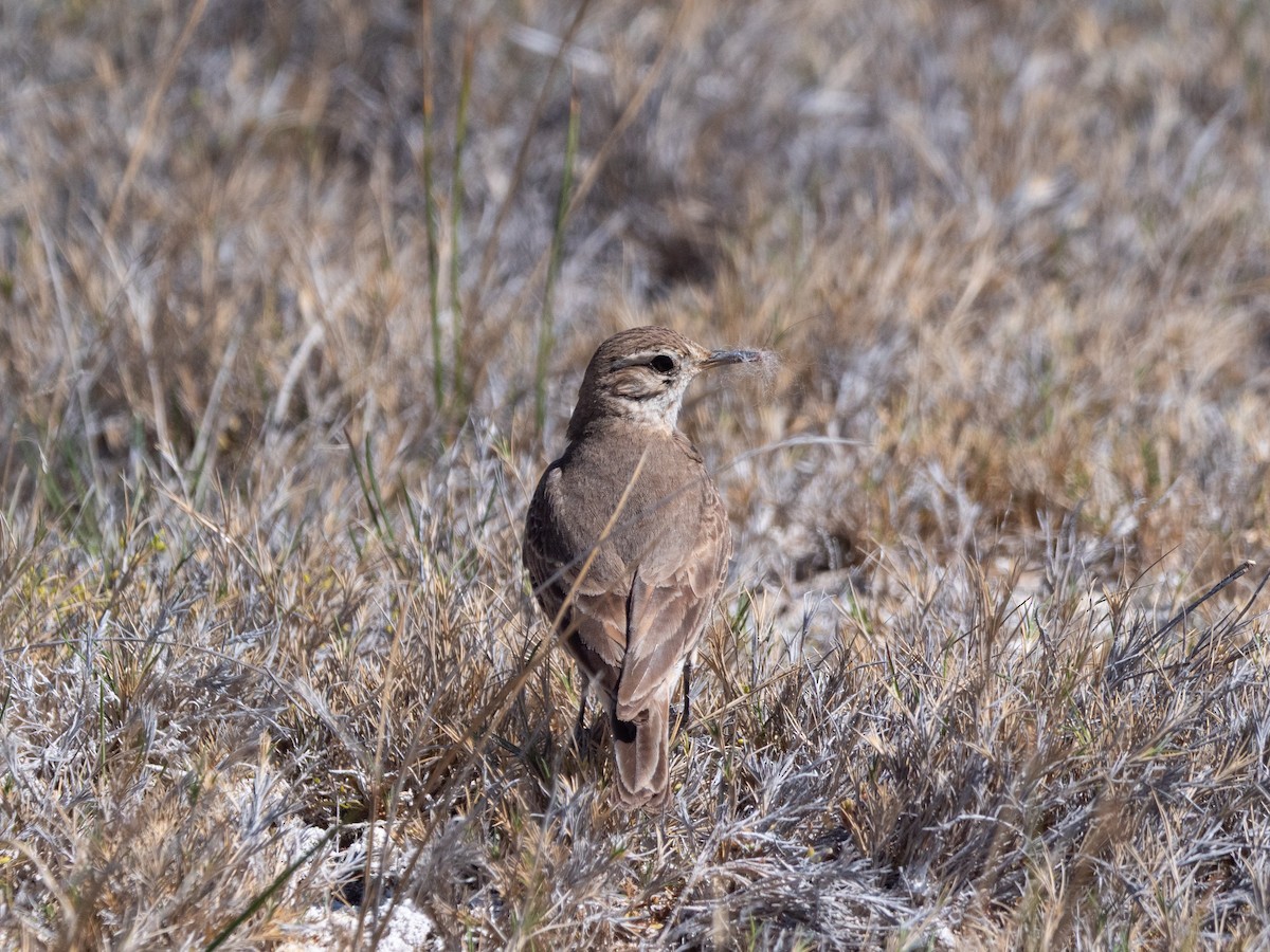 Common Miner - ML645112573