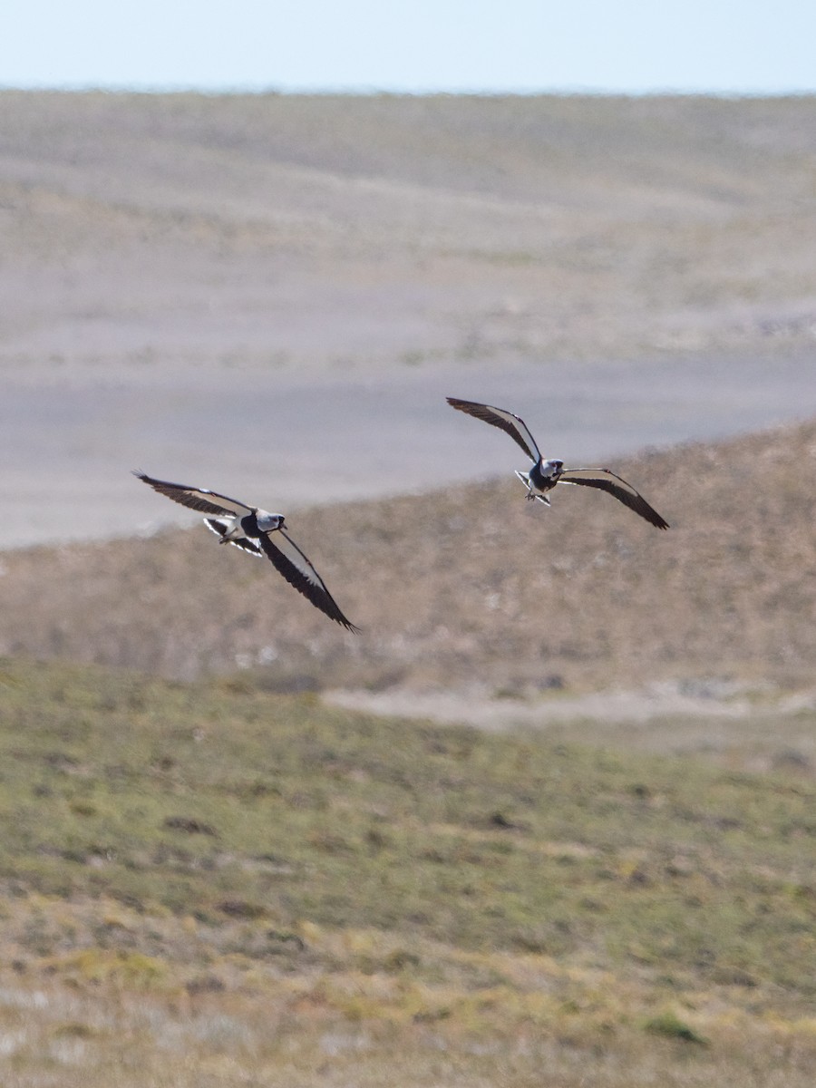 Southern Lapwing - ML645112580