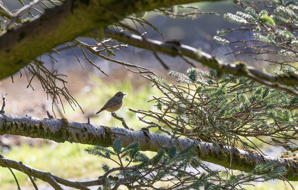Common Redstart - ML645112581