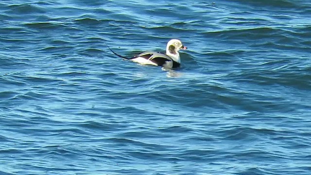 Long-tailed Duck - ML645112583