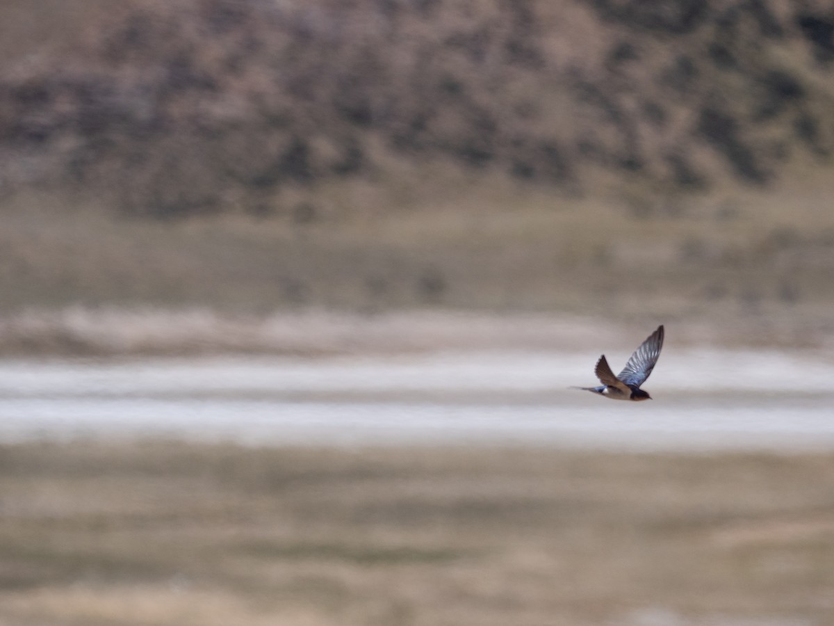 Barn Swallow - ML645112585