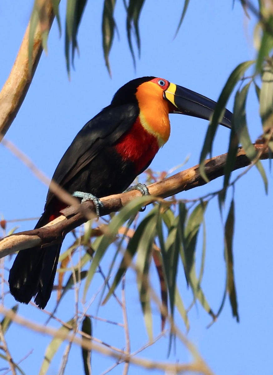 Channel-billed Toucan (Ariel) - ML645112594