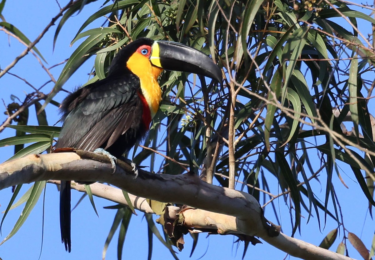 Channel-billed Toucan (Ariel) - ML645112595